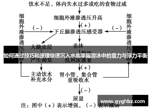 如何通过技巧和原理快速沉入水底掌握游泳中的重力与浮力平衡